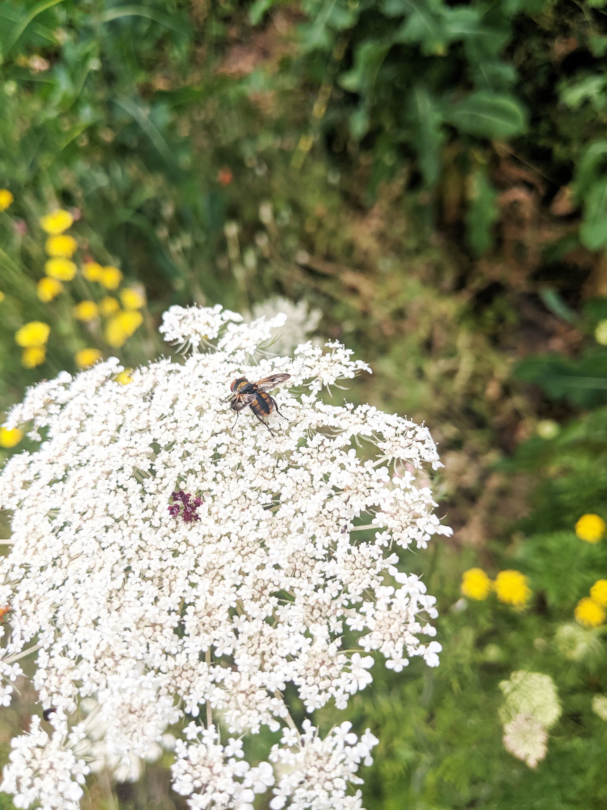 Insekt auf weißer Blüte