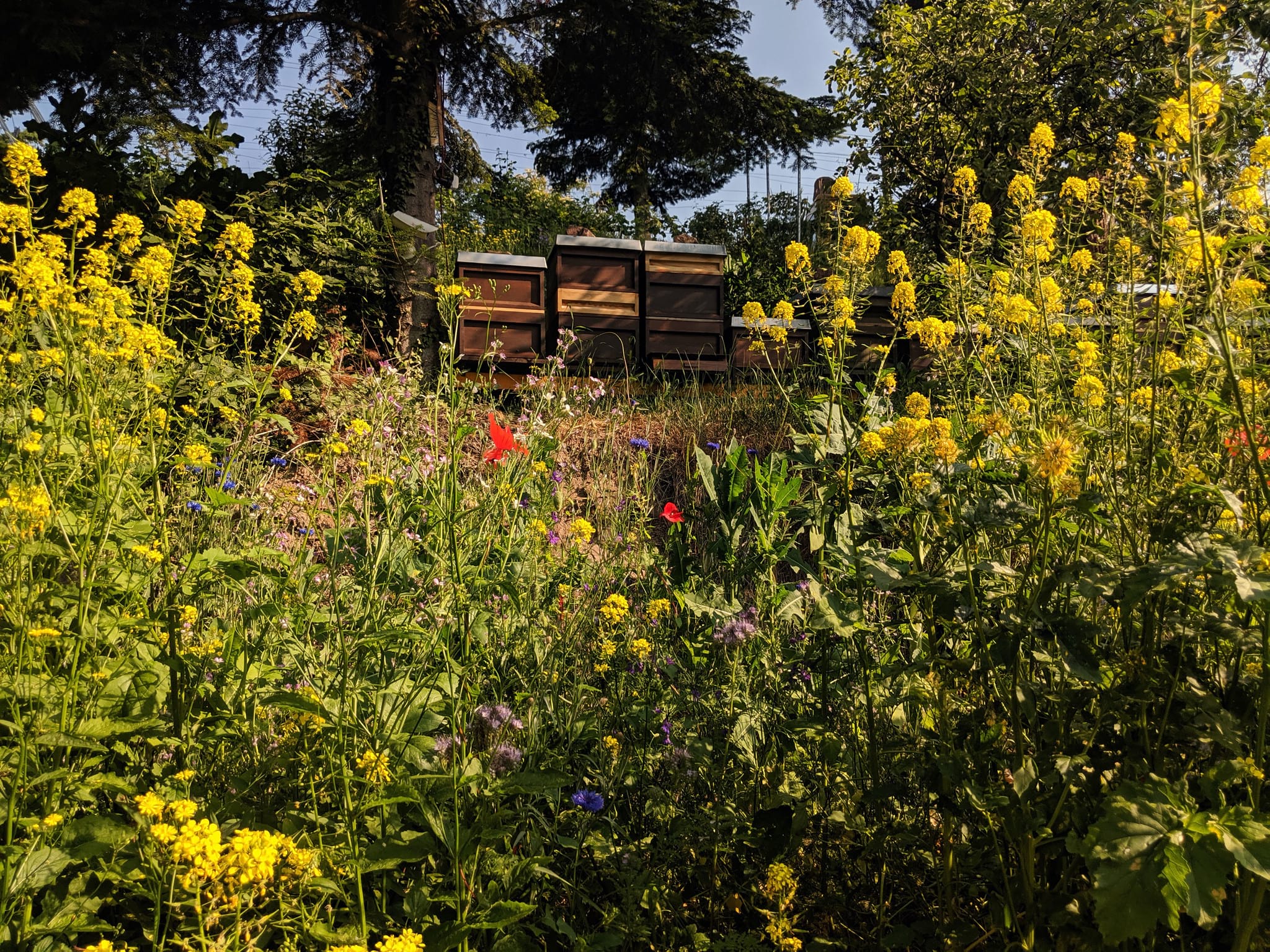 Bienenstöcke in Wildblumenwiese